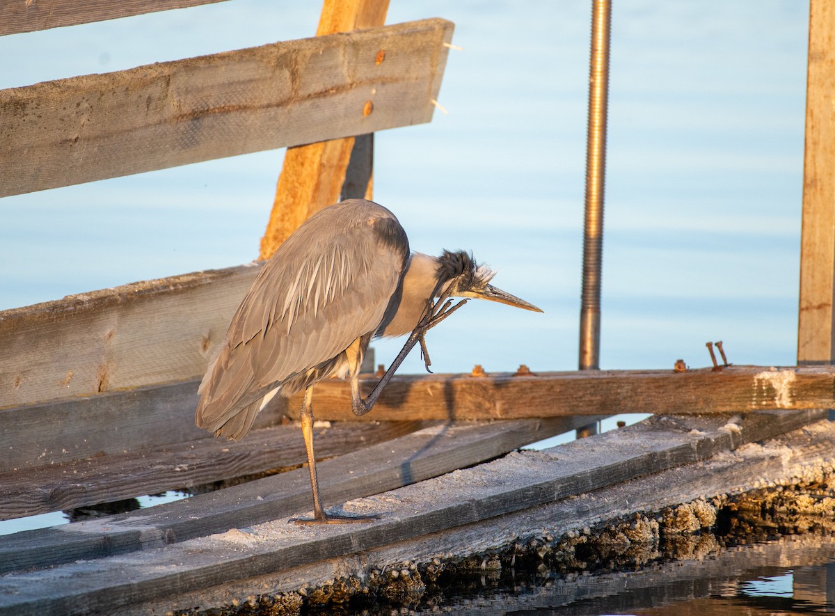 Great Blue Heron (Great Blue) - Noah Eckman