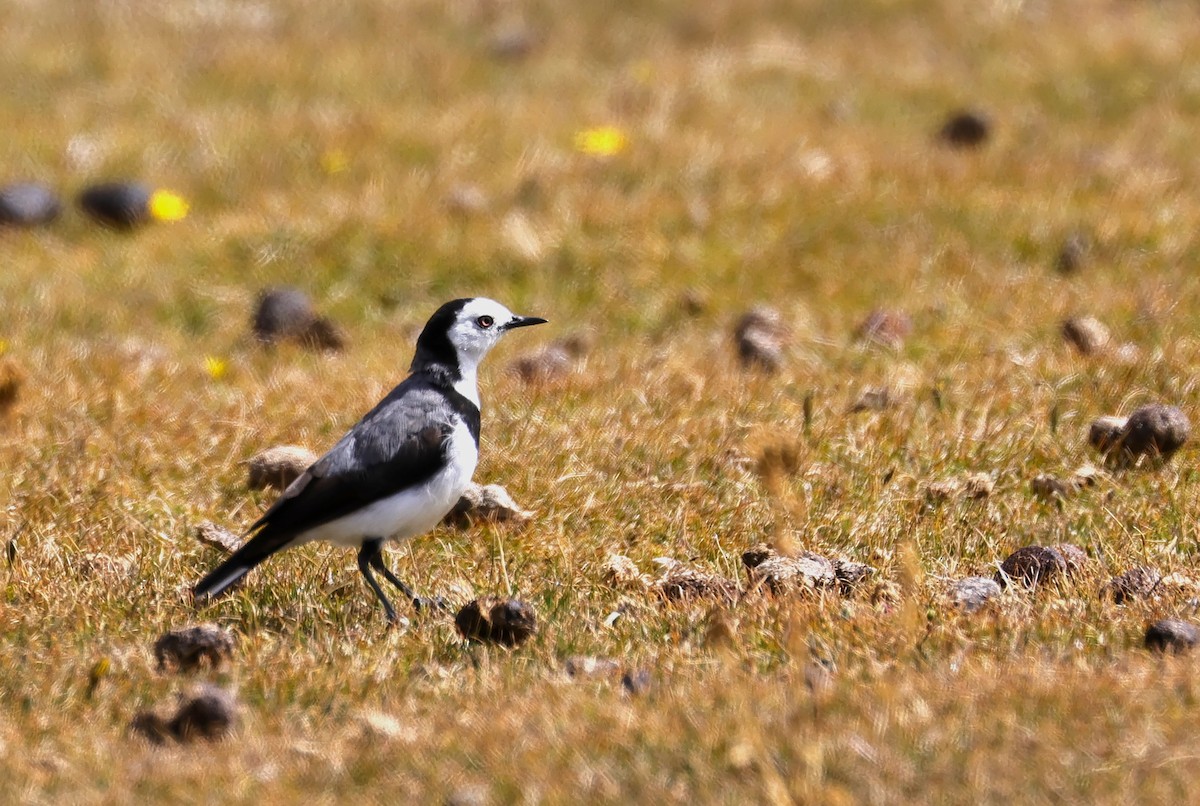 White-fronted Chat - Anonymous