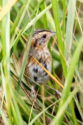 Nelson's Sparrow - Gary Botello