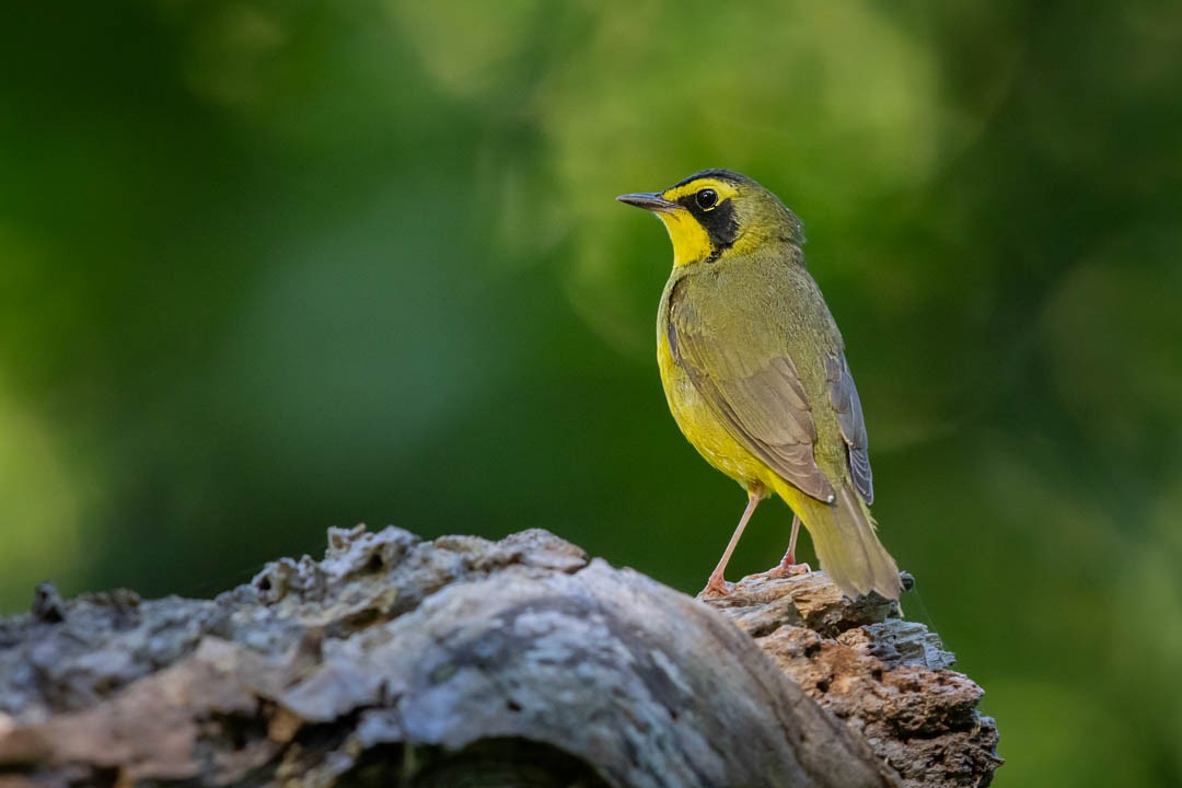 Kentucky Warbler - Brent Richardson