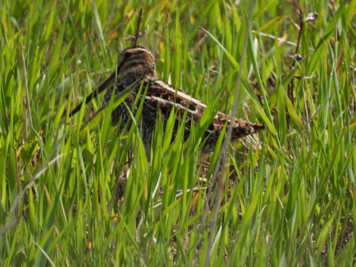 Wilson's Snipe - Robert Leonhardt