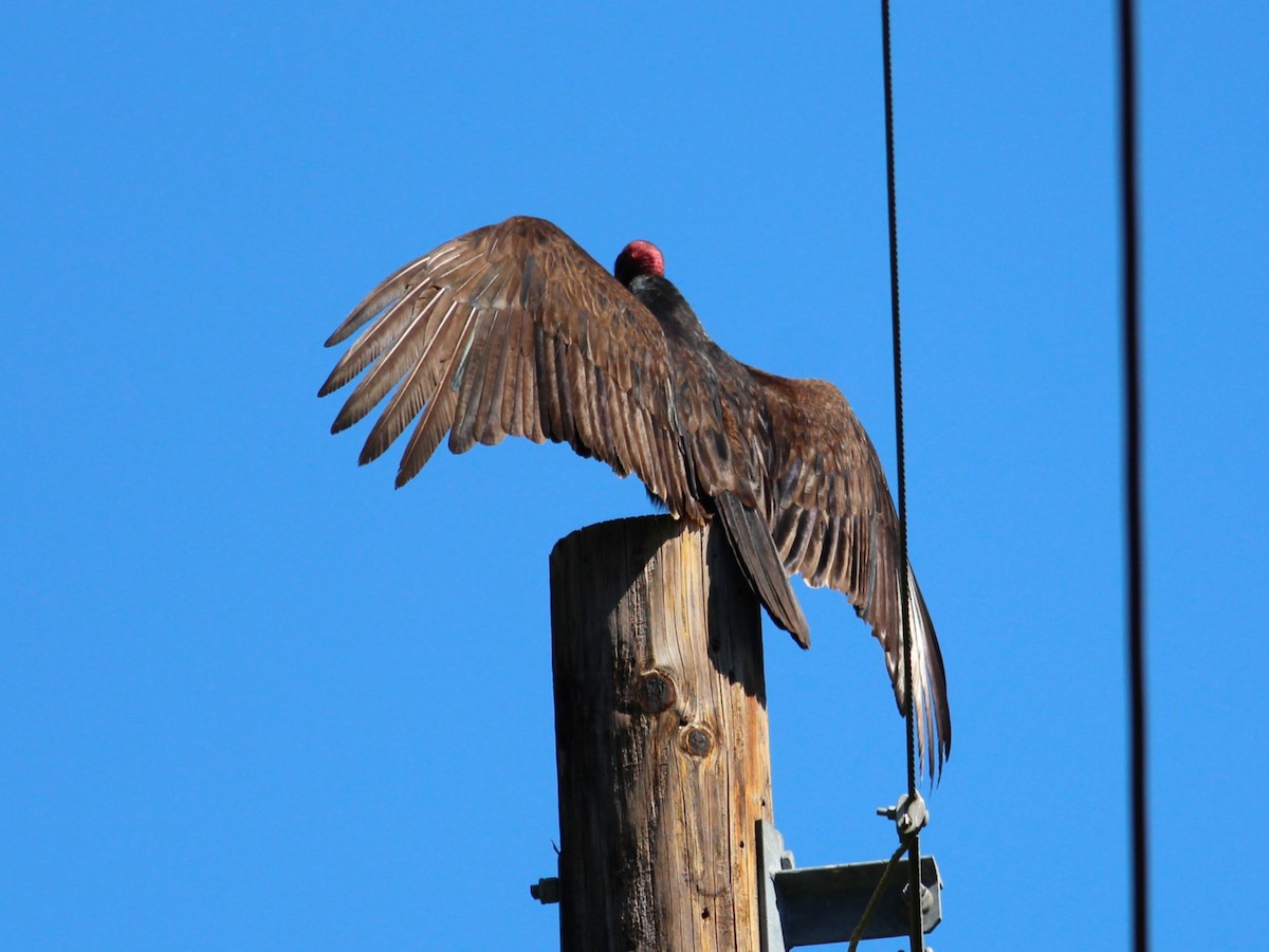 Turkey Vulture - Kyle Eckland