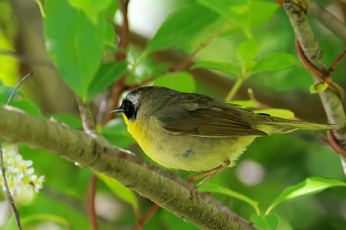 Common Yellowthroat - Ming P.