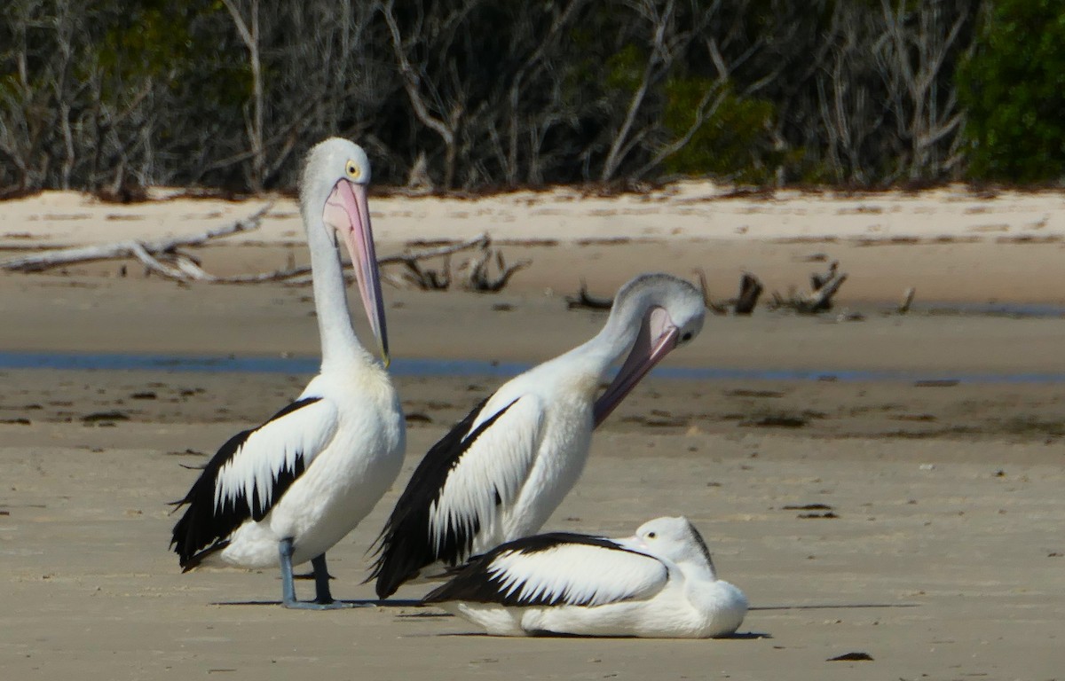 Australian Pelican - May Britton