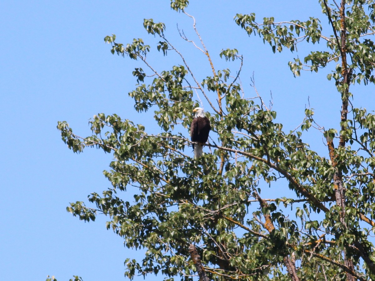 Bald Eagle - Kyle Eckland