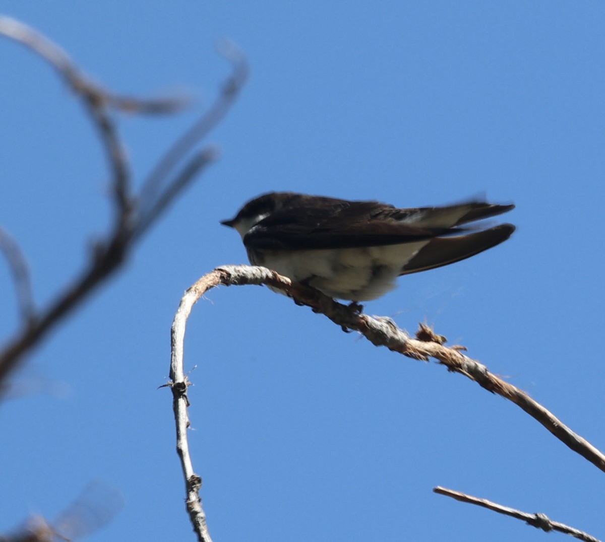 Tree Swallow - Jacob C. Cooper