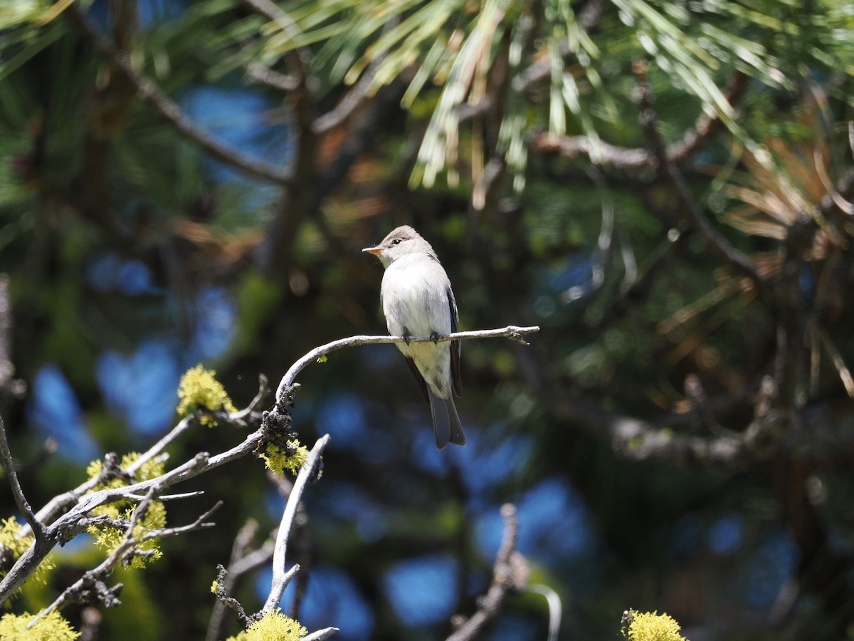 Western Wood-Pewee - Kseniya Efremova