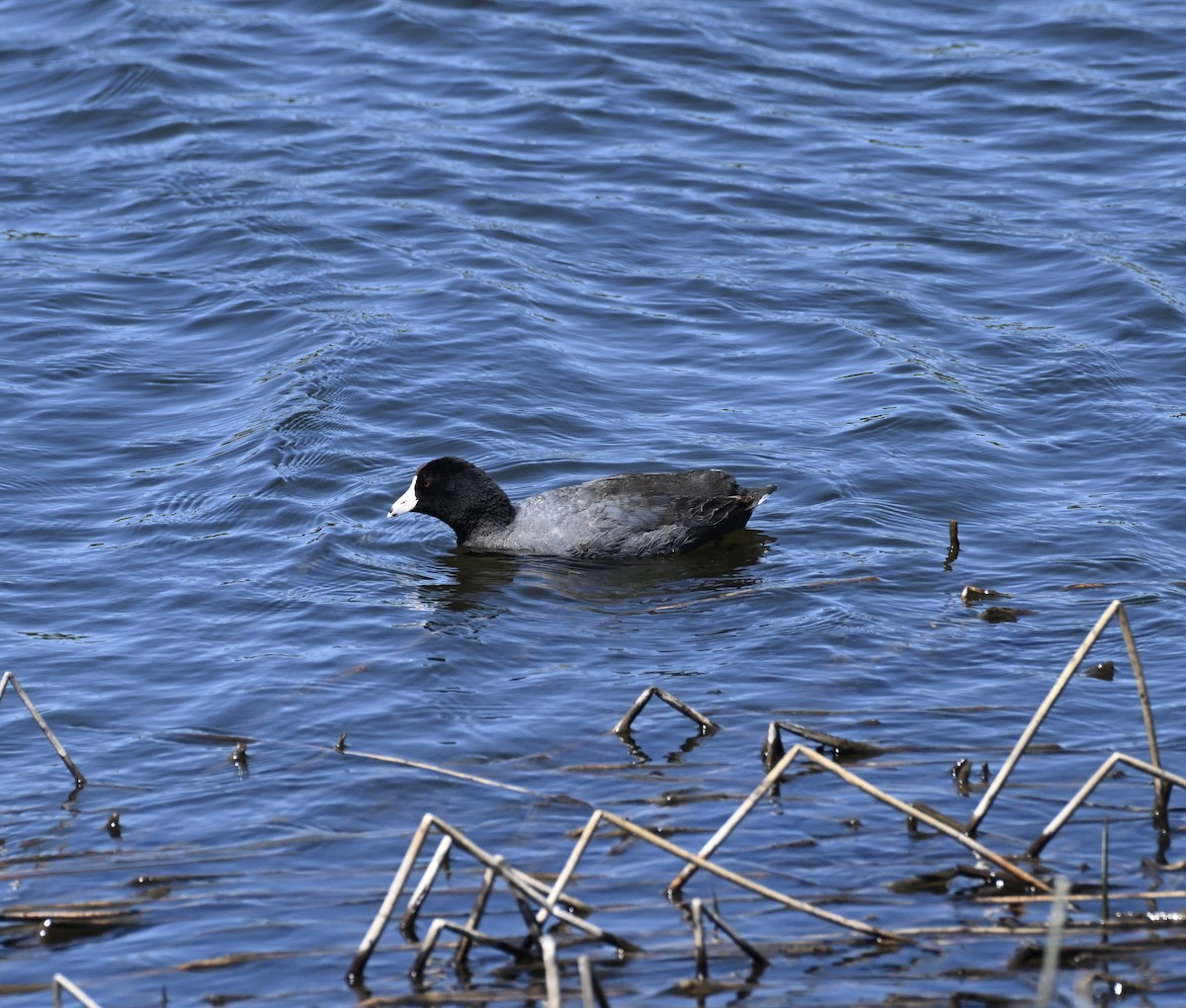 American Coot - David Clapp