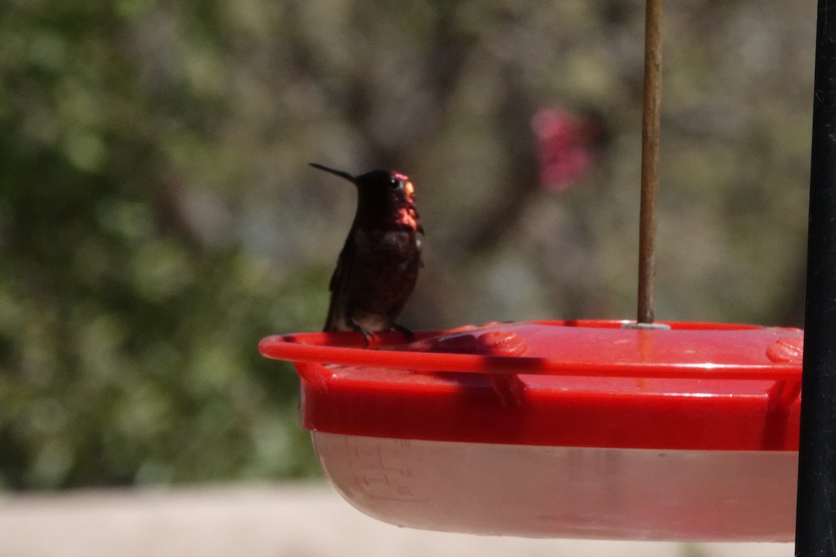 Anna's Hummingbird - Gilbert Bouchard