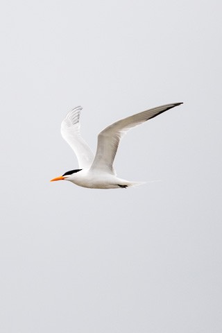 Common Tern - ML619326782