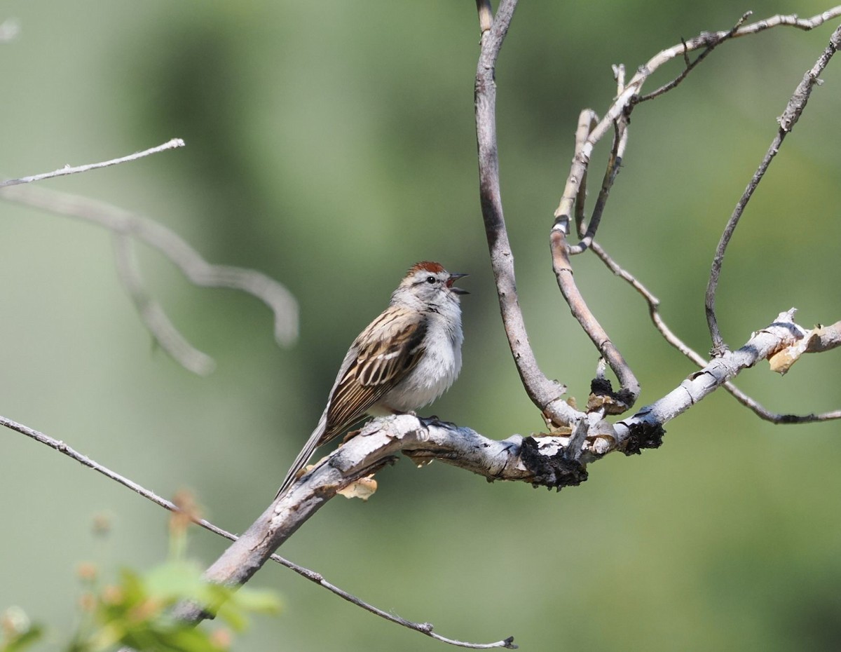 Chipping Sparrow - Kseniya Efremova