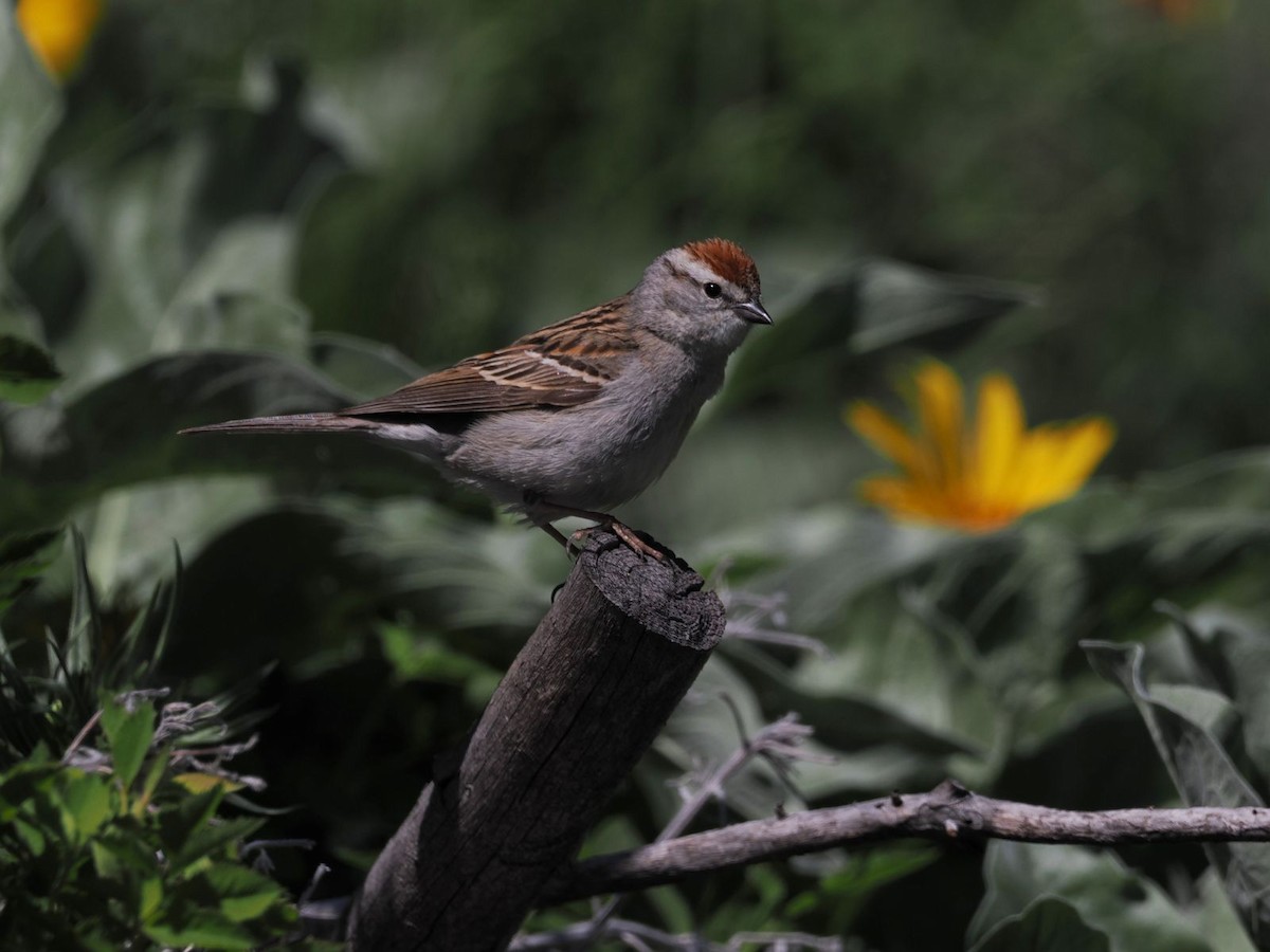 Chipping Sparrow - Kseniya Efremova