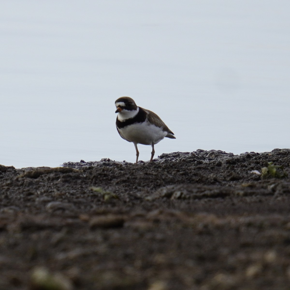 Semipalmated Plover - ML619326797