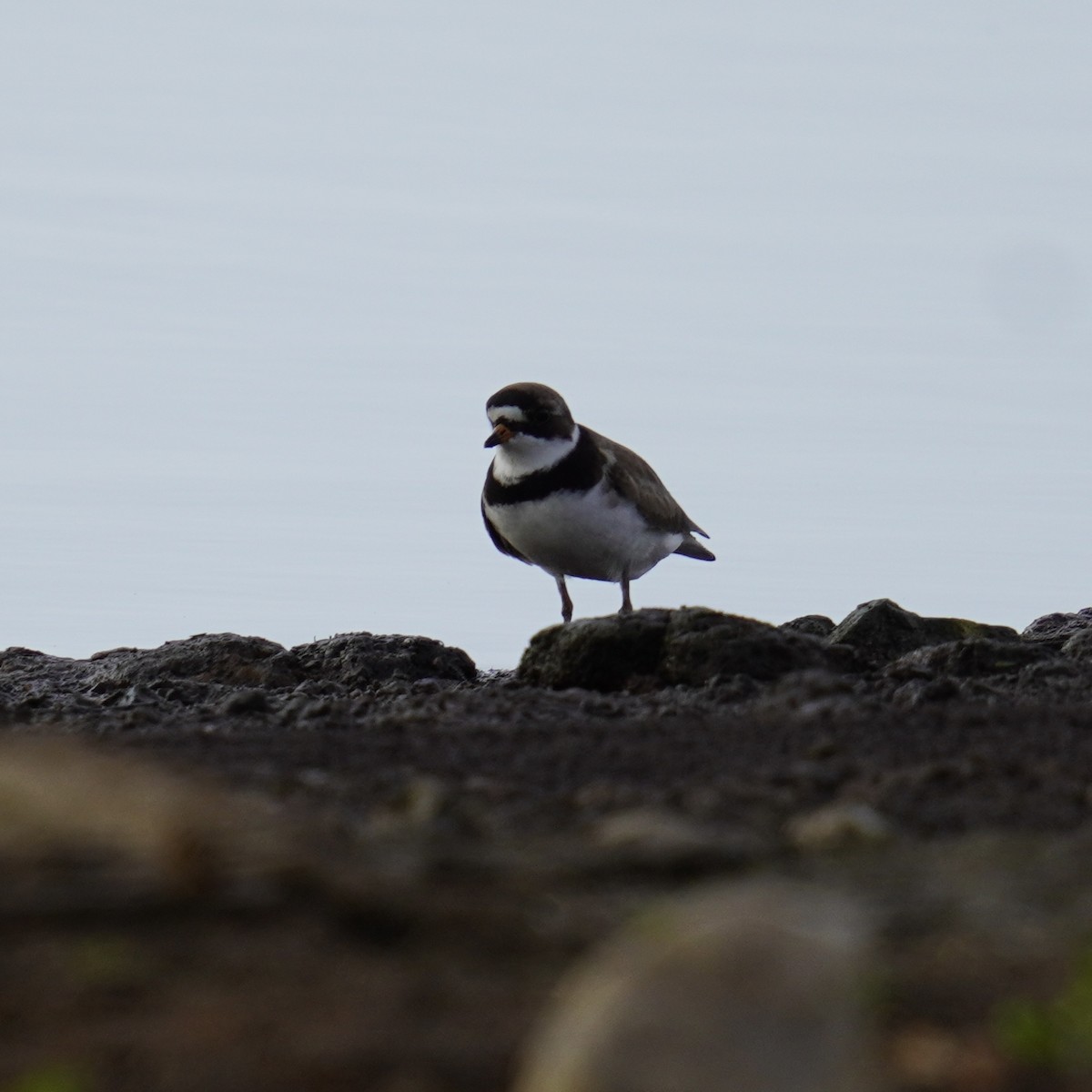 Semipalmated Plover - ML619326798