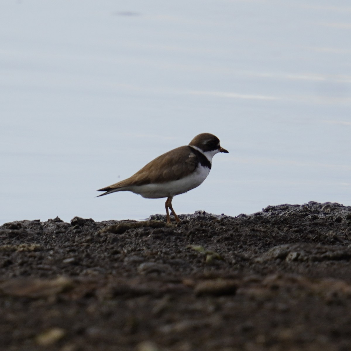 Semipalmated Plover - ML619326799
