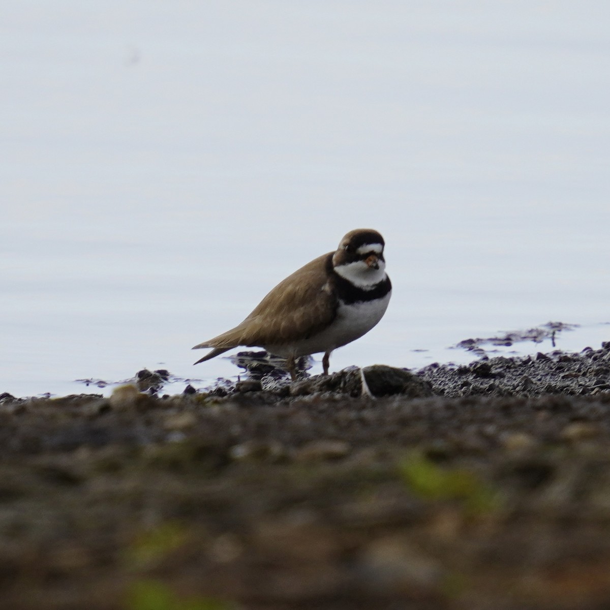 Semipalmated Plover - ML619326800