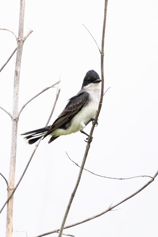 Eastern Kingbird - ML619326804