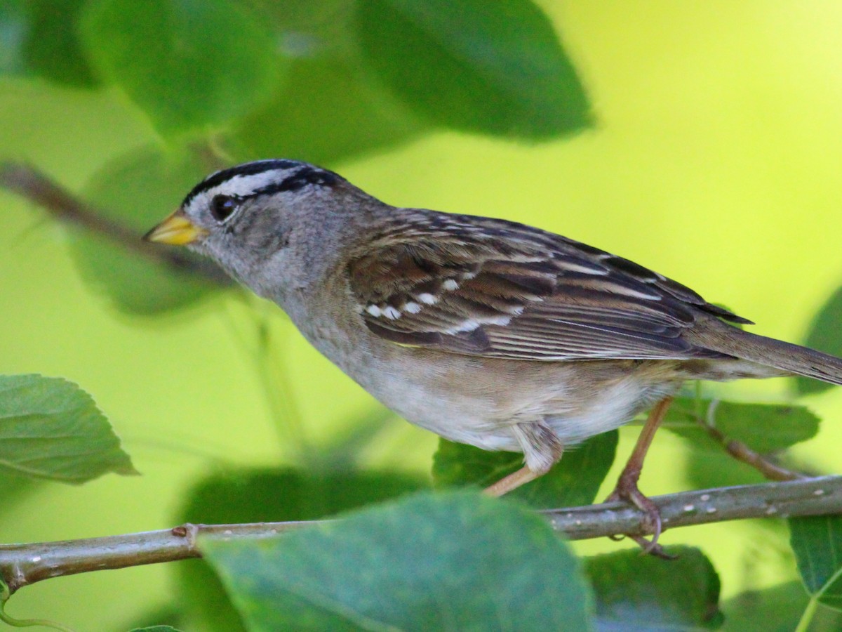 White-crowned Sparrow - Kyle Eckland