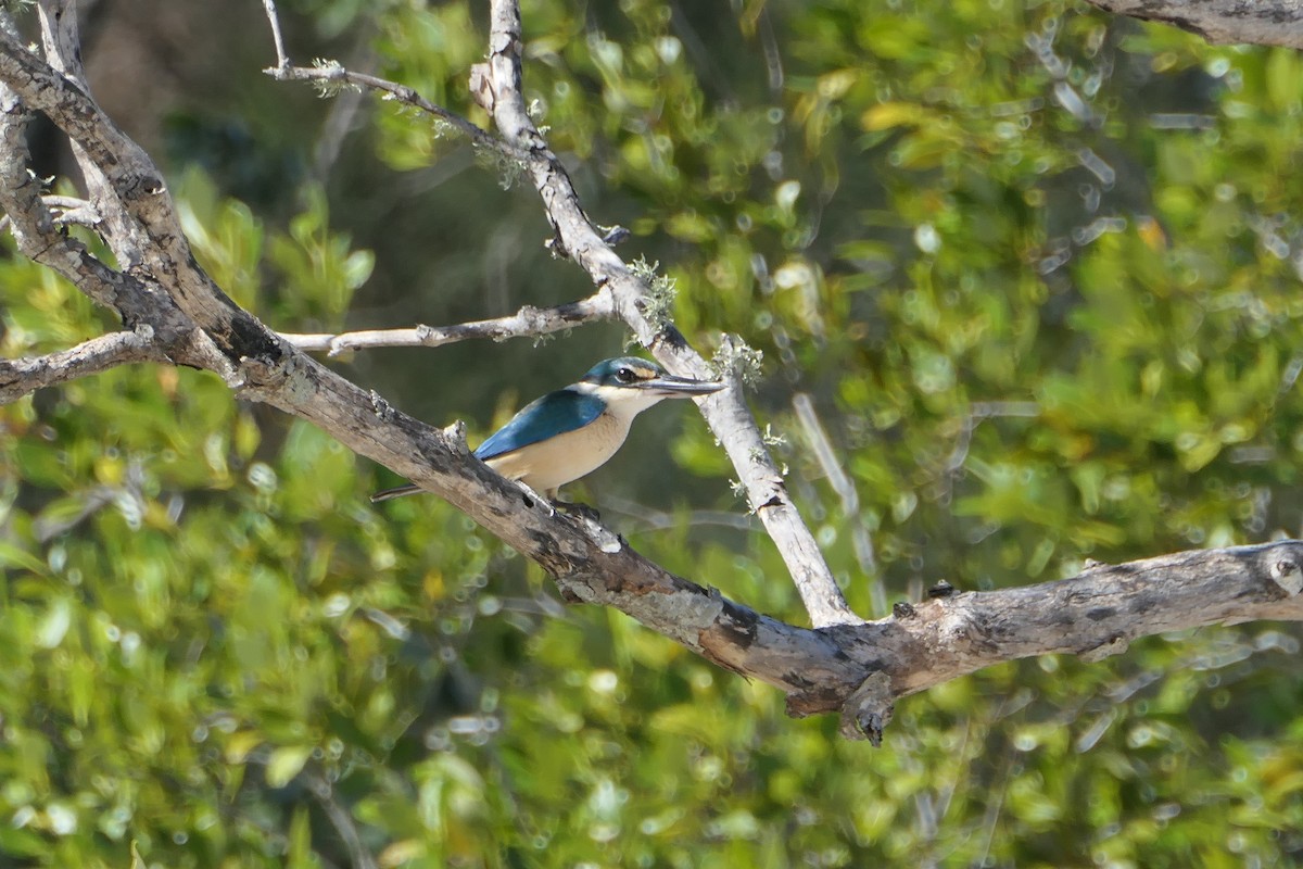 Sacred Kingfisher (Australasian) - May Britton