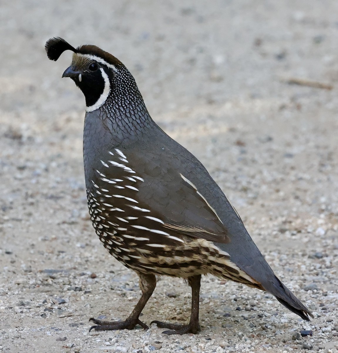 California Quail - Summer Lee