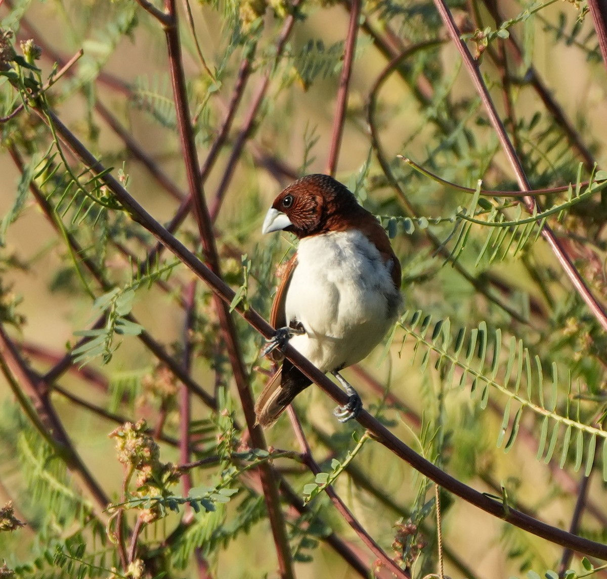 Five-colored Munia - ML619326817