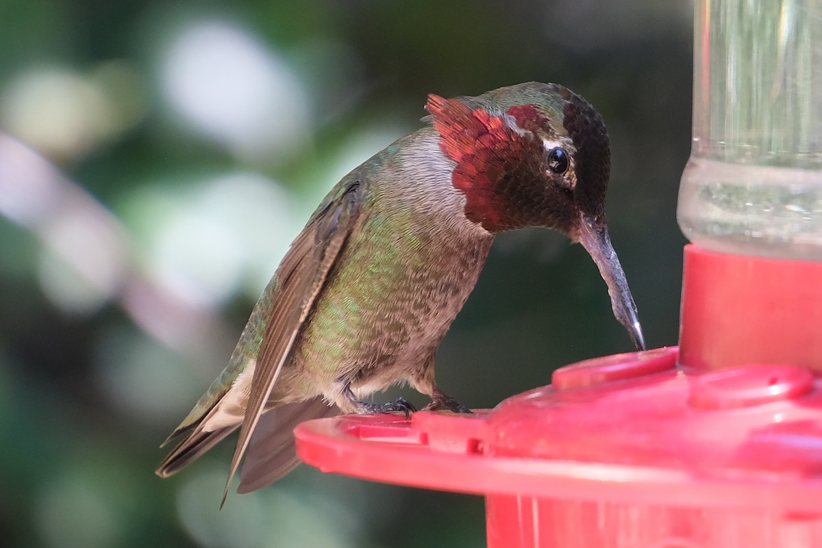 Anna's Hummingbird - Anita Gould