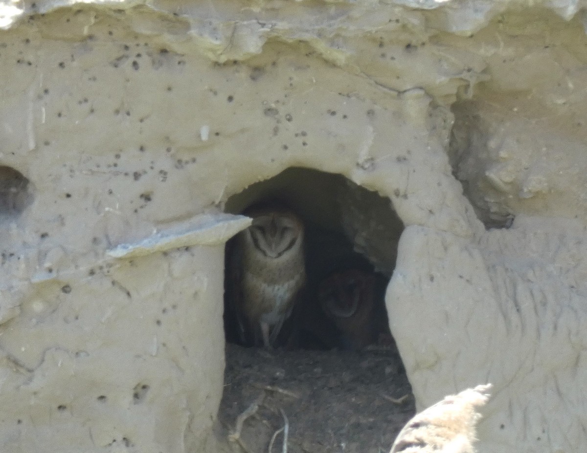 Barn Owl - undefined