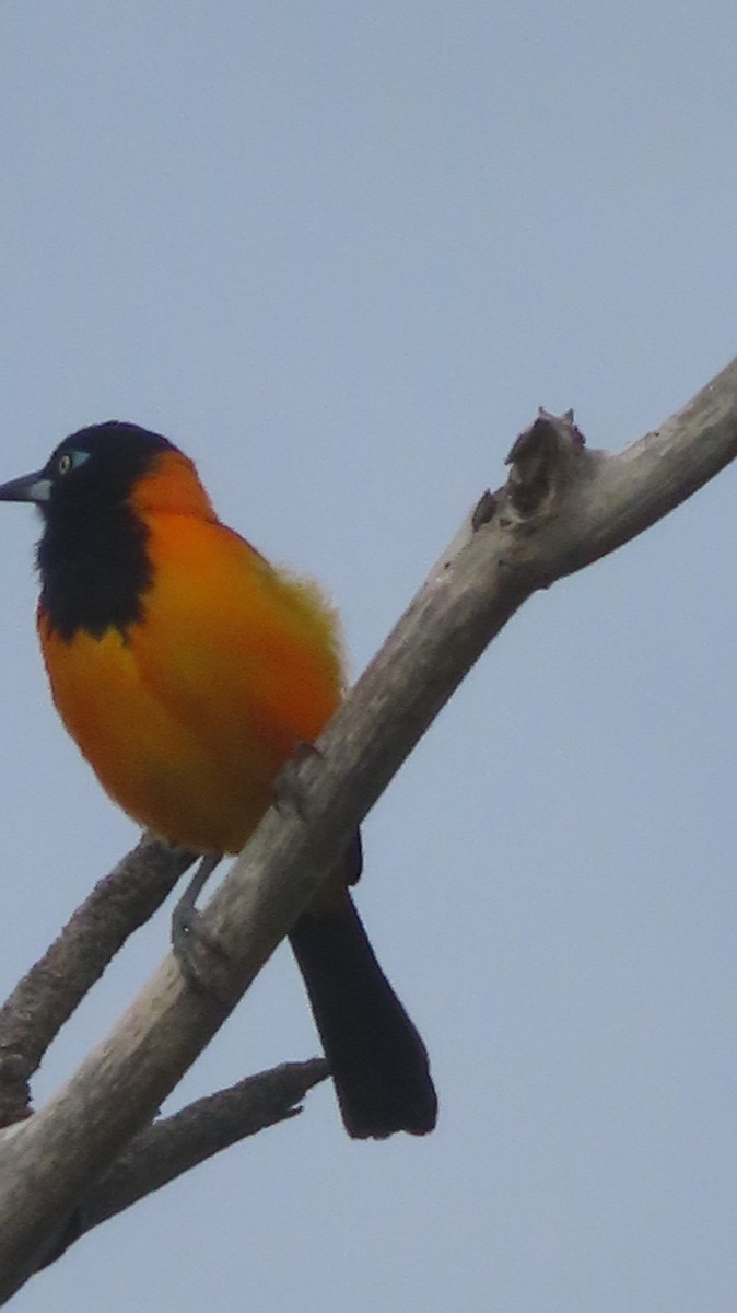 Venezuelan Troupial - Gregory Allen