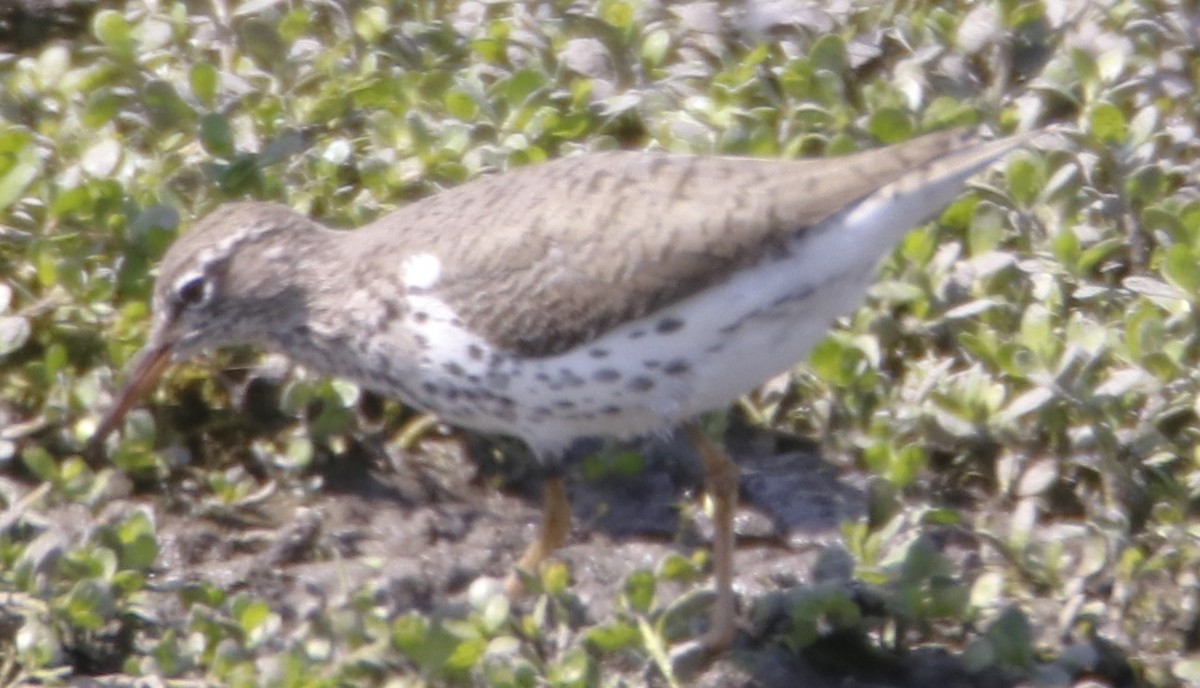 Spotted Sandpiper - Barry Spolter