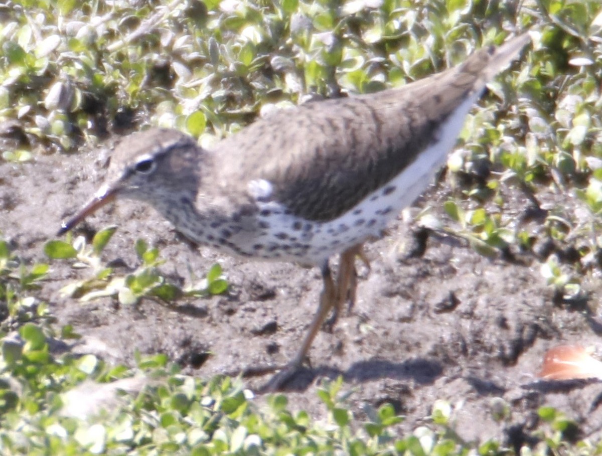 Spotted Sandpiper - Barry Spolter