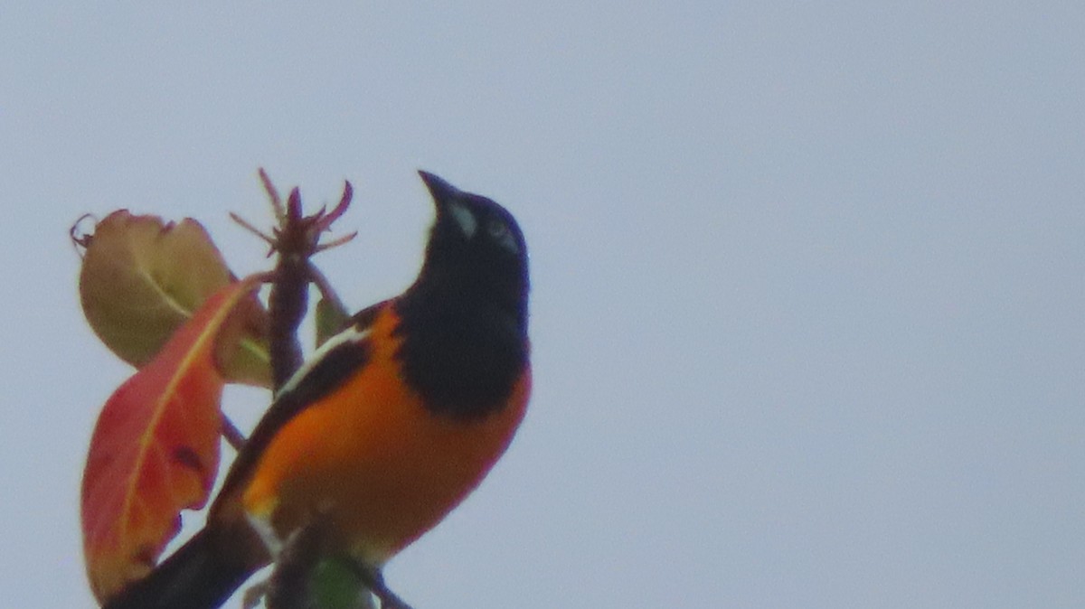 Venezuelan Troupial - Gregory Allen