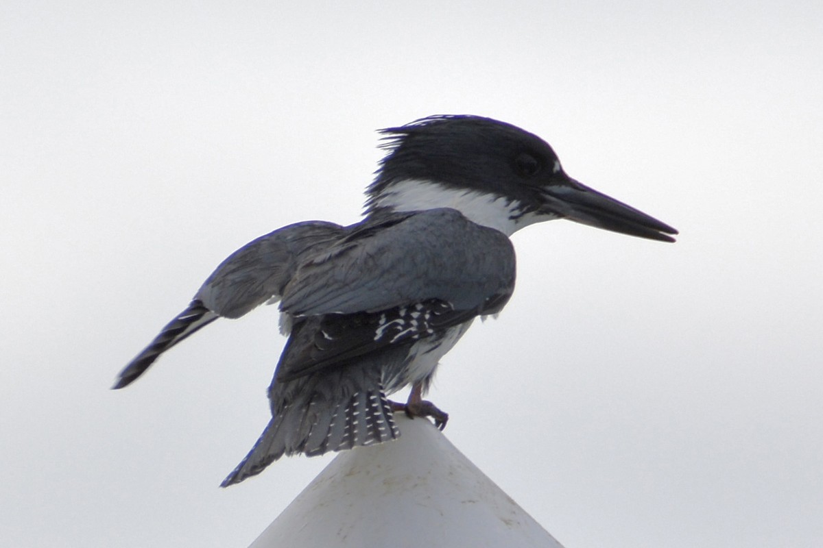 Belted Kingfisher - ML619326881