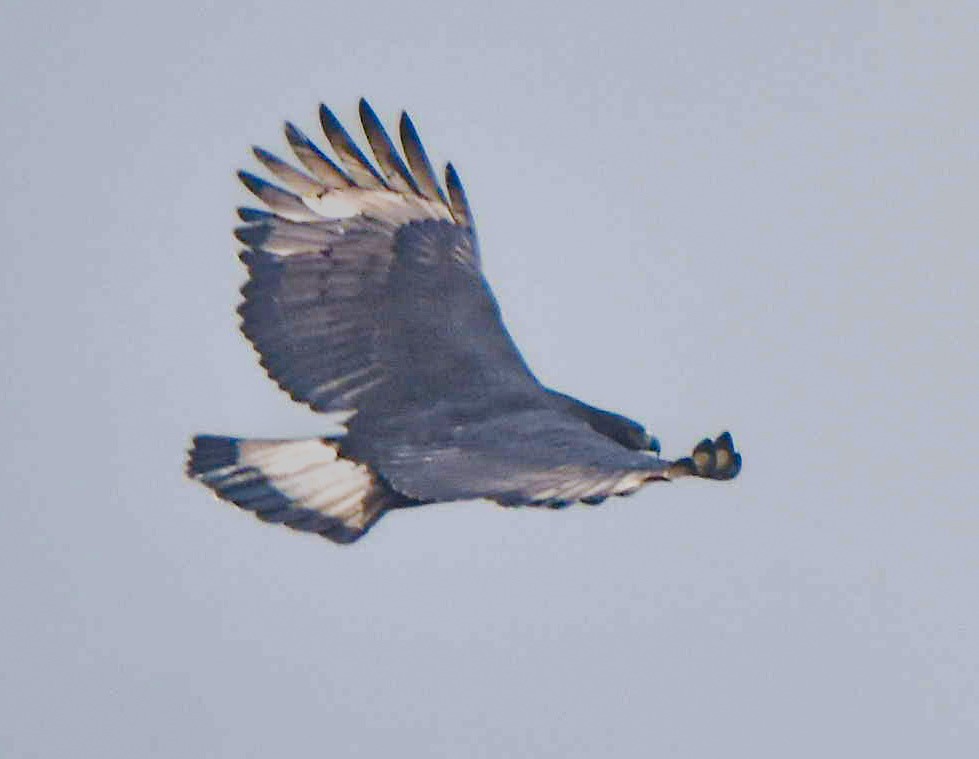 Black-and-chestnut Eagle - ML619326882
