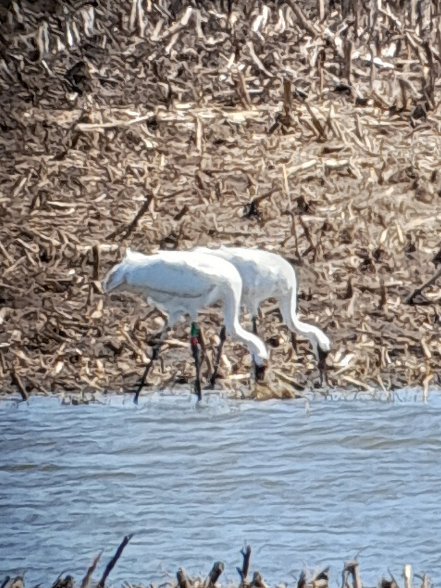 Whooping Crane - Brad Grover