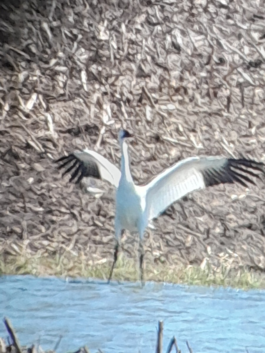 Whooping Crane - Brad Grover