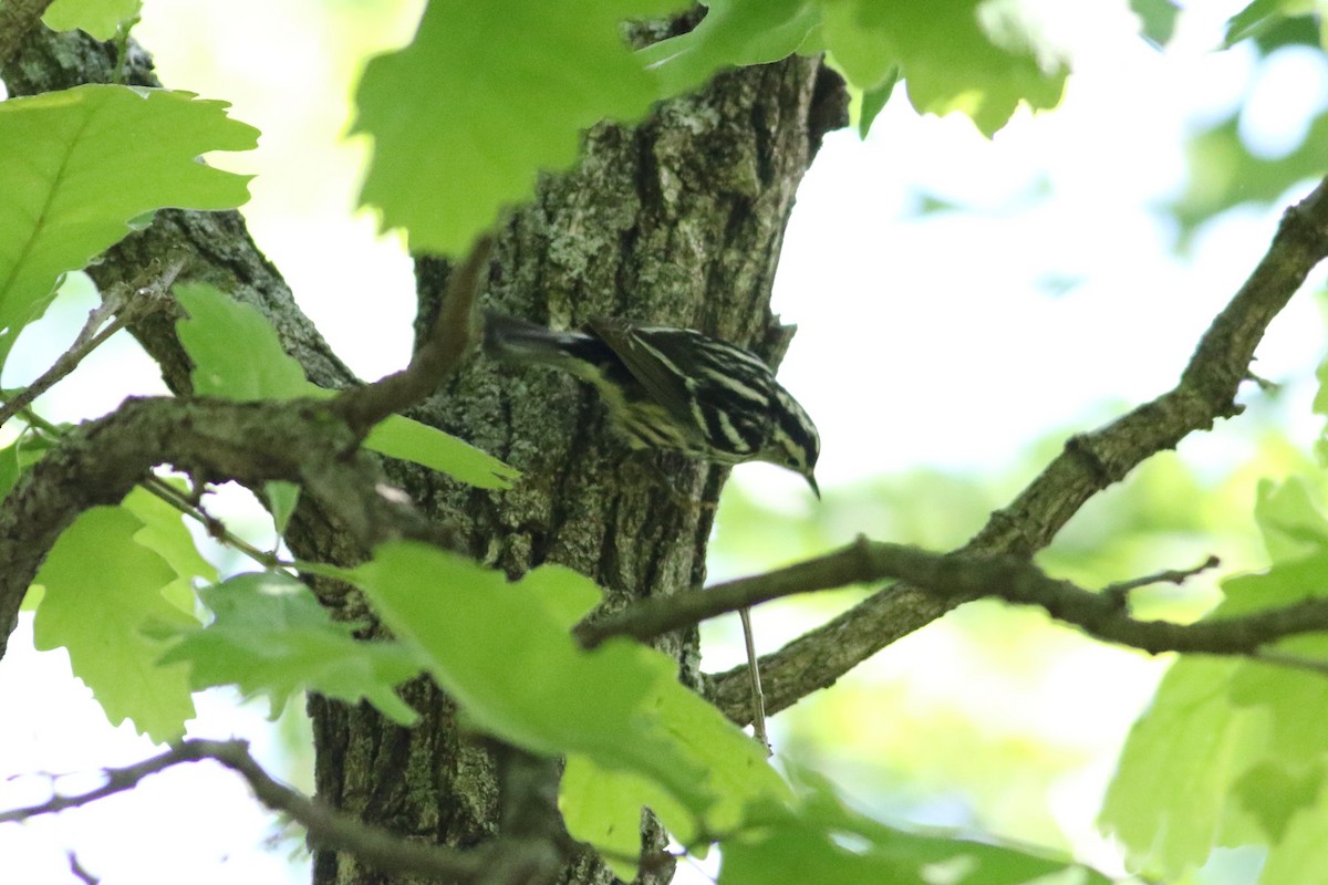 Black-and-white Warbler - ML619326898