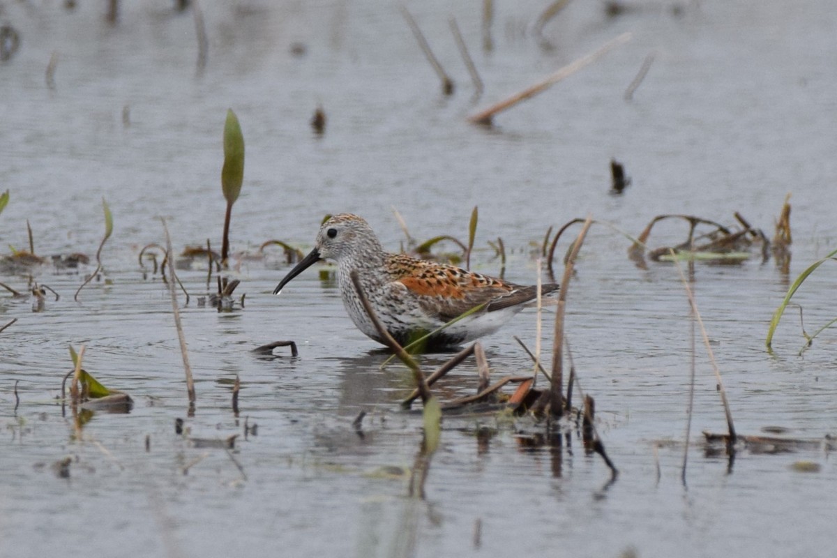 Dunlin - ML619326916