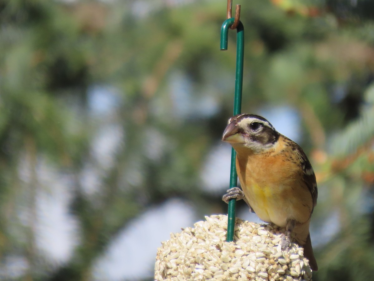 Black-headed Grosbeak - ML619326917
