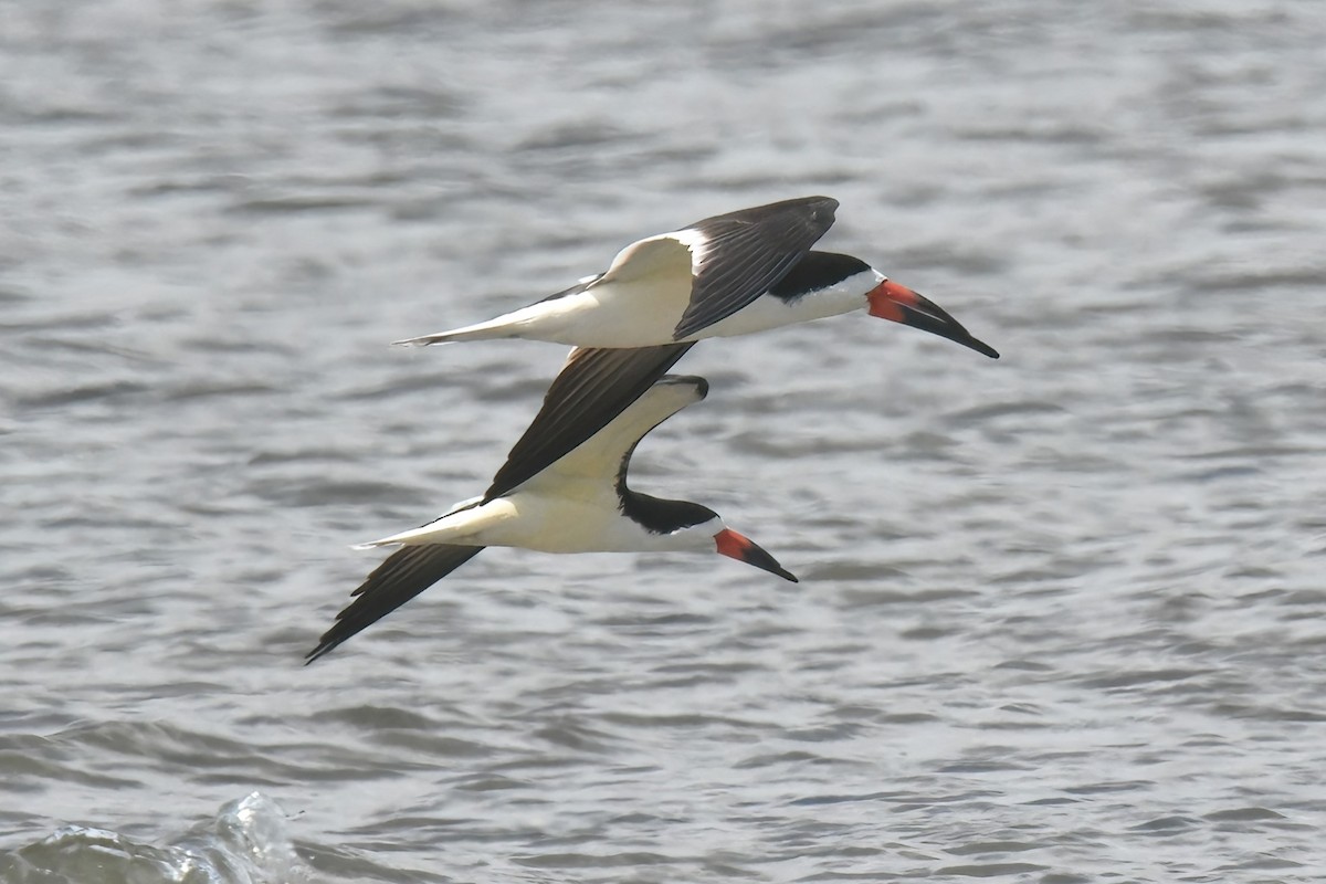 Black Skimmer - ML619326924