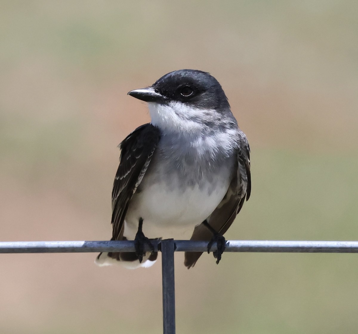 Eastern Kingbird - Wendy Sanborn