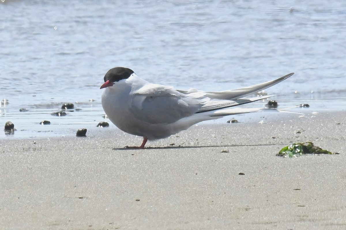 Arctic Tern - Gigi A