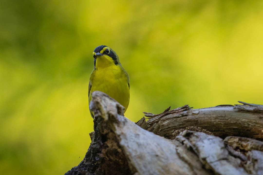 Kentucky Warbler - Brent Richardson