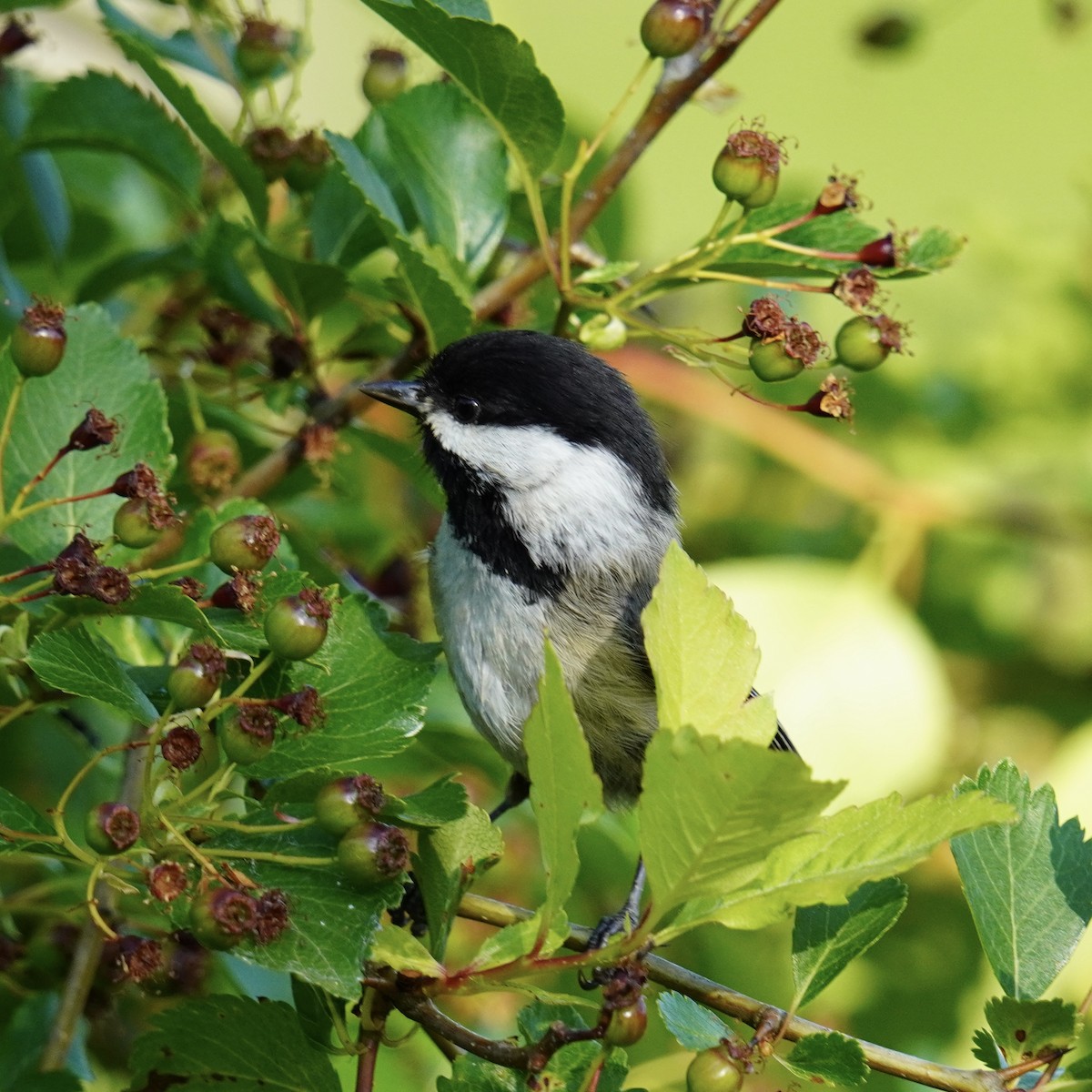 Black-capped Chickadee - Matthew Mottern