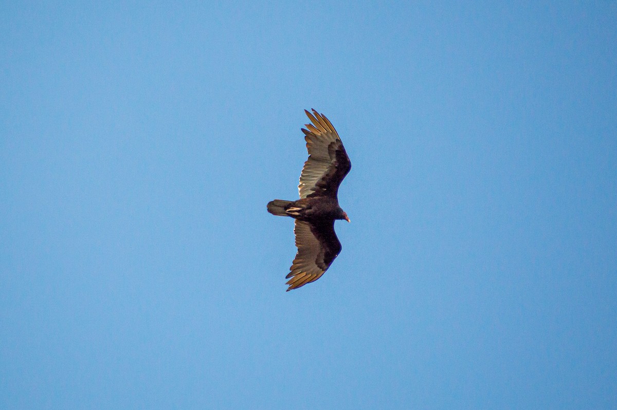 Turkey Vulture - Matt Blaze