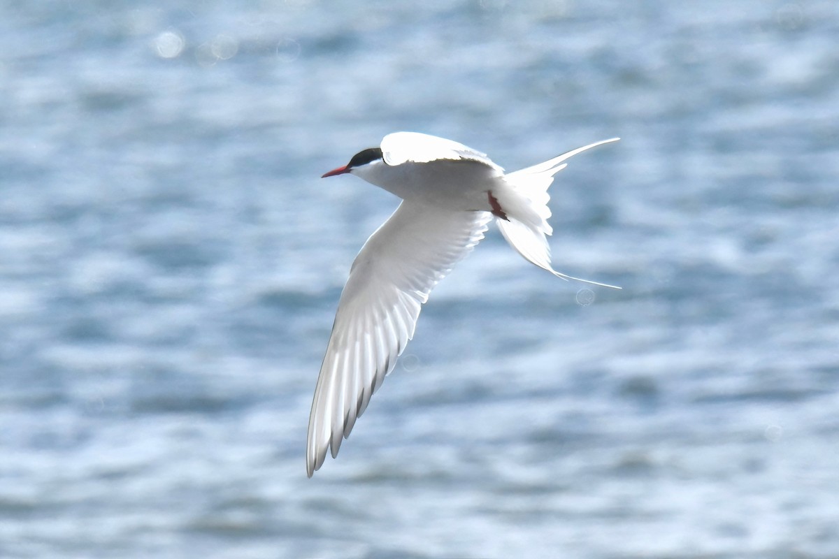 Arctic Tern - ML619326944