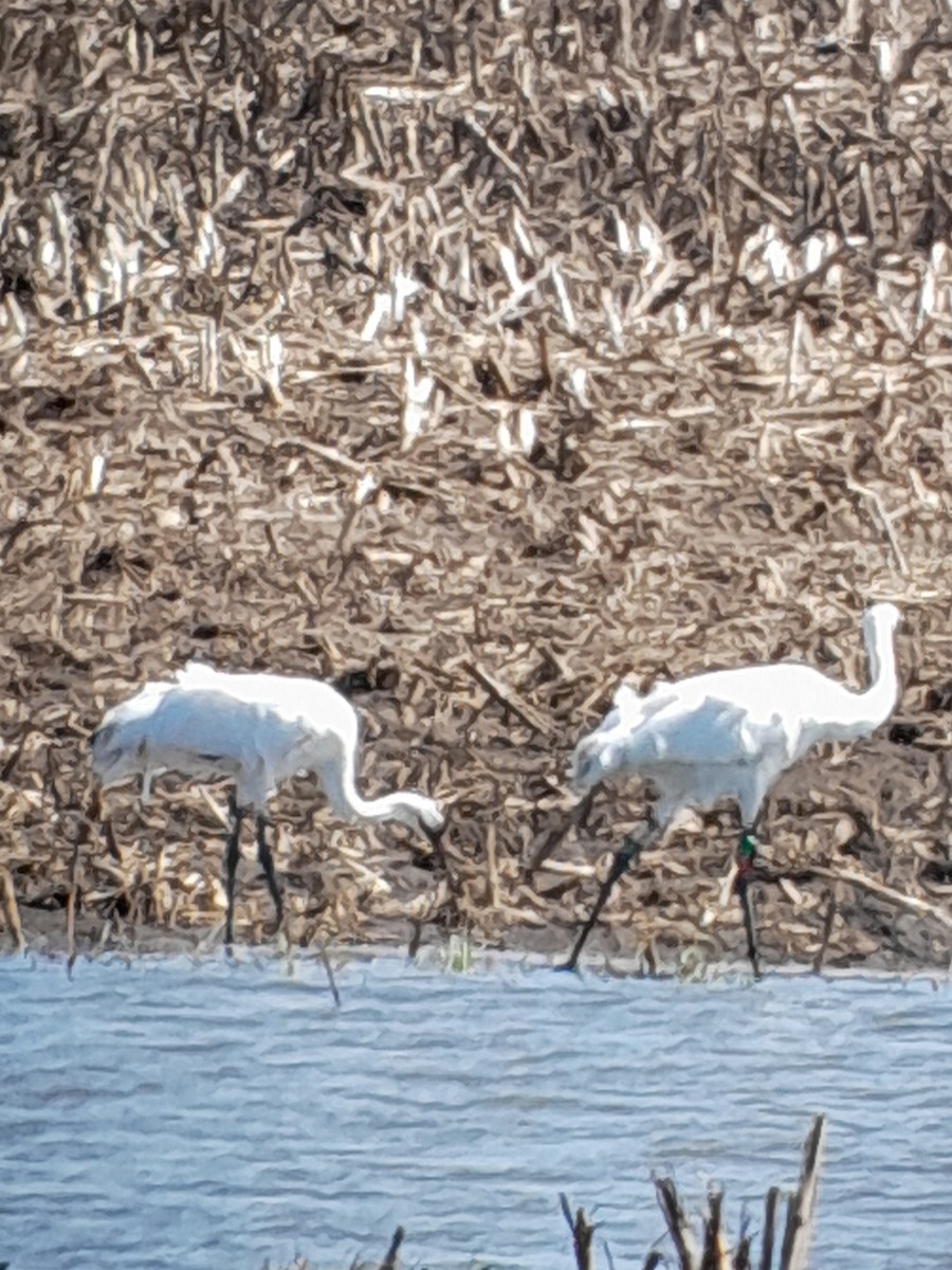 Whooping Crane - Brad Grover