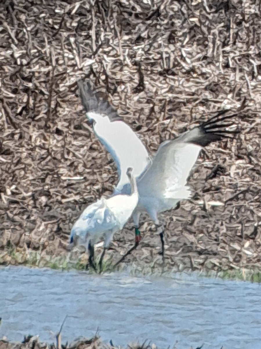 Whooping Crane - Brad Grover