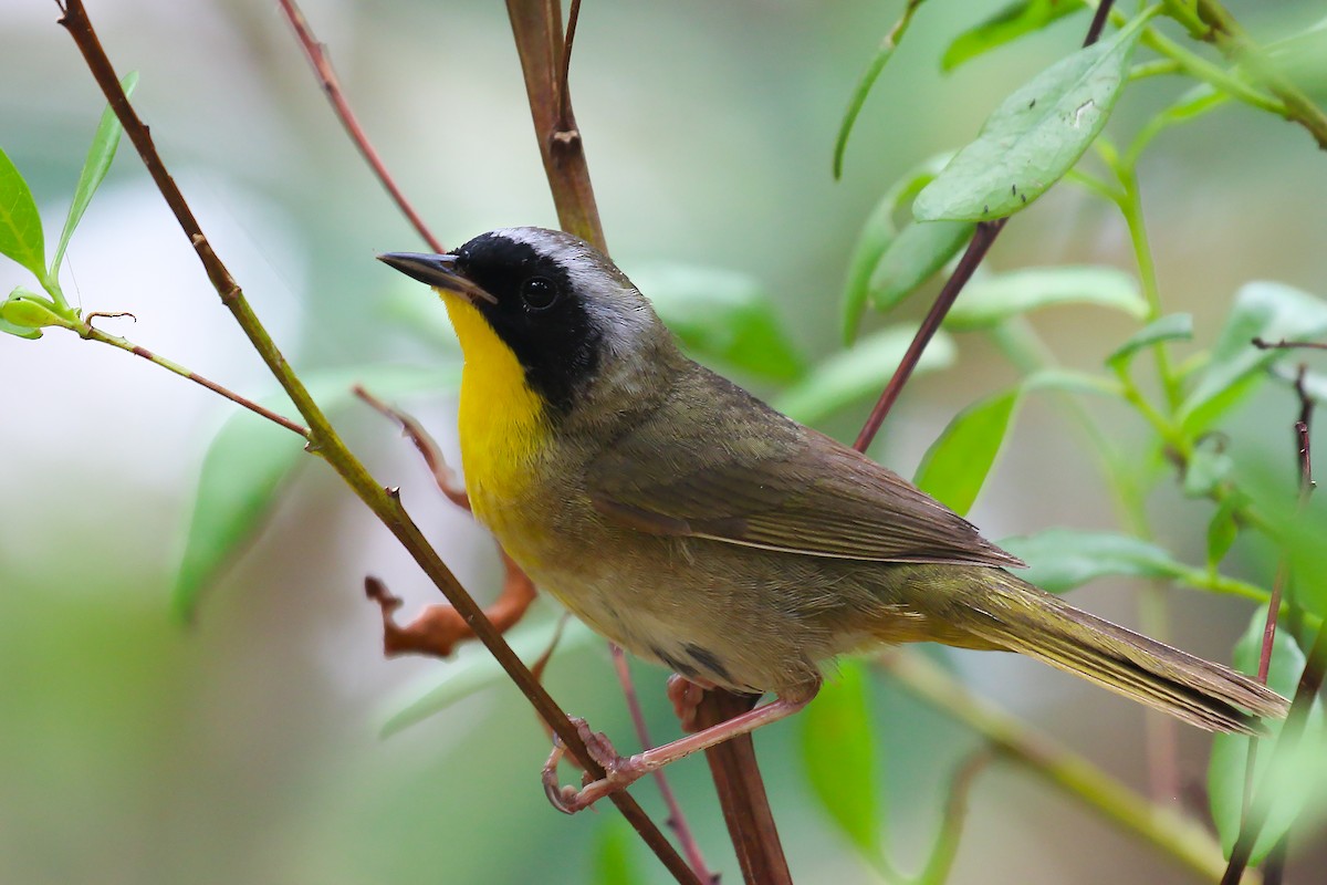 Common Yellowthroat - Himanshu Gupta