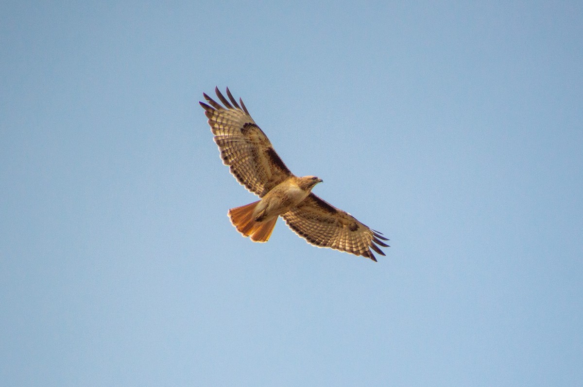 Red-tailed Hawk - Matt Blaze