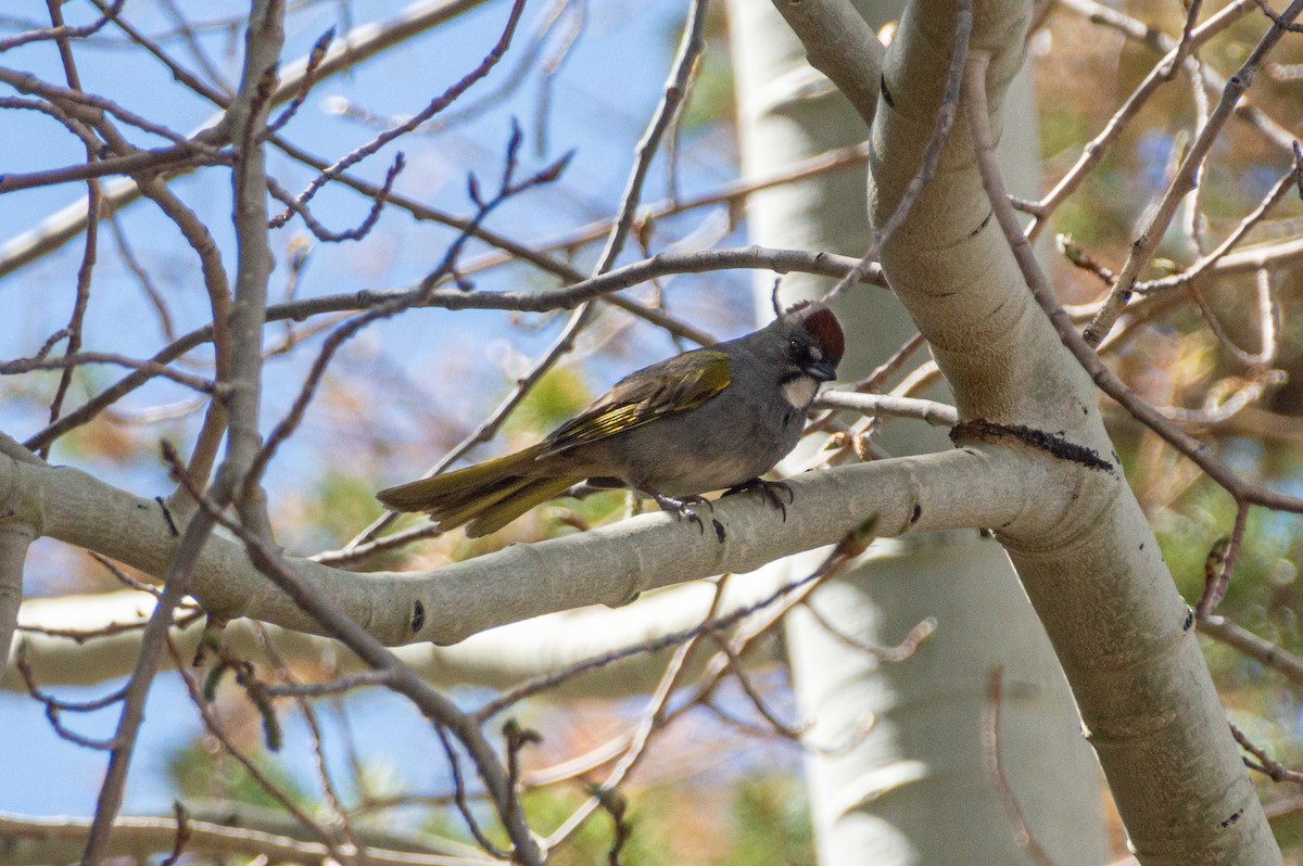 Green-tailed Towhee - Matt Blaze